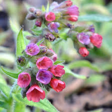 Pulmonaria Flower Seeds 