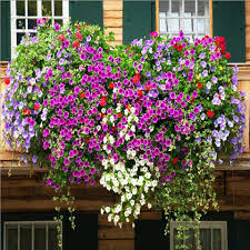Mixed Climbing Geranium Flower Seeds