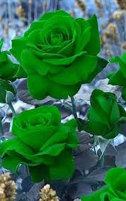 Green Rose Flower Seeds for Planting Heirloom Non-GMO High Germination Organic Garden Seeds Colorful Garden Blooms