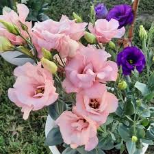 Pink Gentian Flower Seeds
