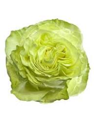 Green Giant Rose Flower Seeds for Planting Heirloom Non-GMO High Germination Organic Garden Seeds