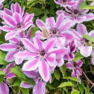 Pink White Light Clematis Flower Seeds Easy Grow Blossoms for Pots and Patio Gardens Colorful Seeds for Planting Heirloo