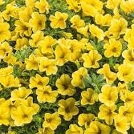 Yellow Calibrachoa Flower Seeds 