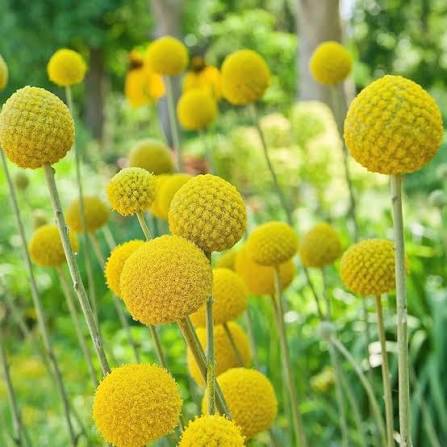 Yellow Billy Buttons Flower Seeds 