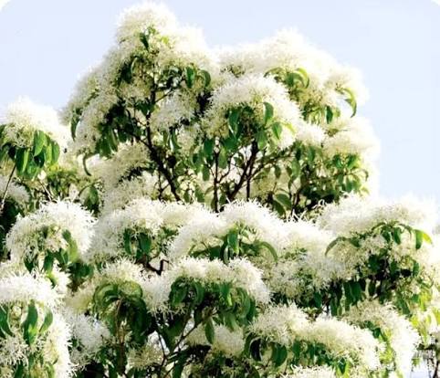 Chamelaucium Flower Seeds 