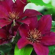 Blooming Clematis Flower Flower Seeds - Heirloom Non GMO High Germination Organic Garden Planting Seeds