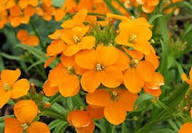 Orange Cheiranthus Flower Seeds for Planting Heirloom Non-GMO High Germination Organic Garden Seeds Colorful Blooms -