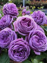 Lavender Climbing Rose Flower Seeds