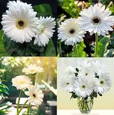 White Gerbera Daisy Flower