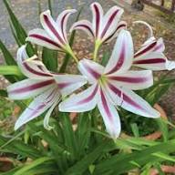 White Cardiocrinum Flower Seeds - Heirloom Non GMO High Germination Garden Seeds for Planting