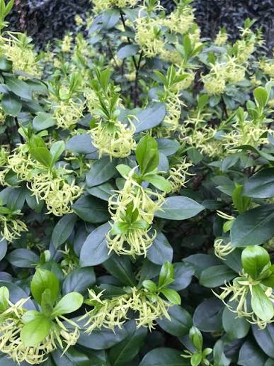 Daphne Pontica Flower Seeds