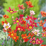 Red Sparaxis Flower Easy Grow Blossoms for Planting Heirloom Non-GMO High Germination Organic Garden for Home Garden