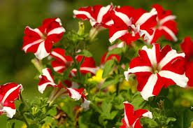 Red Petunia Flower Seeds Red White