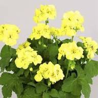 Yellow Fresh Geranium Flower Seeds - Heirloom Non GMO High Germination Organic Garden Seeds for