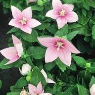 Pink Astra Flower Flower Seeds - Heirloom Non GMO High Germination Organic Garden Planting Seeds