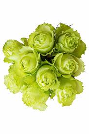 Green Giant Rose Flower Seeds