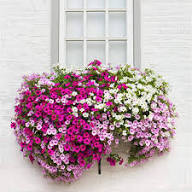 Mixed Climbing Geranium Flower for Planting Heirloom Non-GMO High Germination Organic Garden Exotic Plants Seeds - Hei