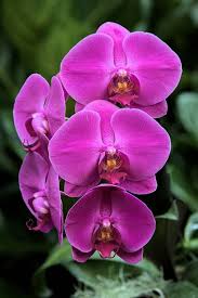 Purple Phalaenopsis Orchid Flower Seeds 