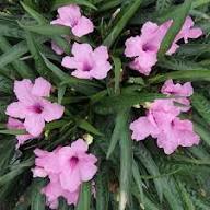 Pink Pink Petunia Flower Dark Fresh Planting Dark Petunias Flower Seeds Home Garden Seeds for Planting Heirloom Non-GMO