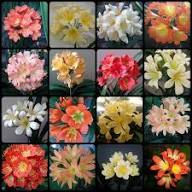Mixed Clivia Flower Seeds 