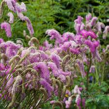 Pink Organic Sanguisorba Flower Seeds Heirloom Non GMO High Germination Organic Garden Seeds Seeds for Planting - Heirlo