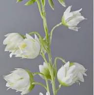 White Yucca Gloriosa Flower Flower Seeds - Heirloom Non GMO High Germination Organic Garden Planting Seeds