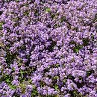 Purple Creeping Thyme Flower Seeds - Heirloom Non GMO High Germination Flower Seeds for Planting
