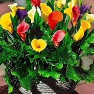 Calla Lilly Flower Seeds