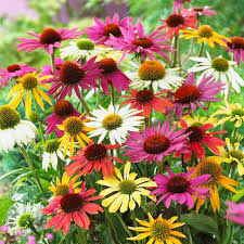 Mixed Cone flower Seeds for Planting Heirloom Non-GMO High Germination Organic Garden Seeds Premium Floral Mix -