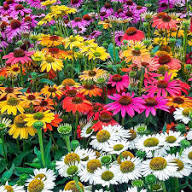 Mixed Cone flower Seeds