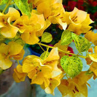 Yellow Bougainvillea Flower Seeds Premium Floral Seeds Decorative Outdoor Landscapes Colorful Blooms Seeds for Planting Heirloom Non GMO High Germination Organic Garden Seeds