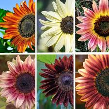 Mixed Sunflower Flower Seeds 