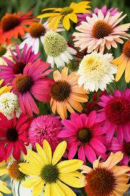 Mixed Cone flower Seeds for Planting Heirloom Non-GMO High Germination Organic Garden Seeds Premium Floral Mix -