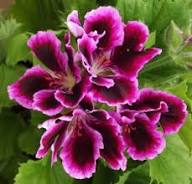 Marron Pelargonium Flower Seeds for Planting Heirloom Non-GMO High Germination Organic Garden Seeds - Heirloom Non GMO