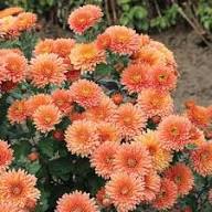 Orange Giant Chrysanthemum Flower Seeds - Heirloom Non GMO High Germination Flower Seeds for Home Garden Planting