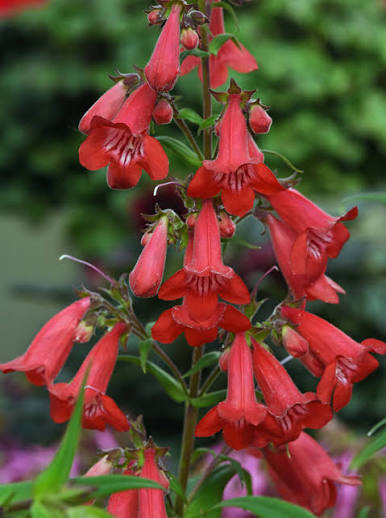 Red Penstemon Flower Seeds for - Heirloom Non GMO Premium Garden Seeds for Planting, High Germination Outdoor Plants