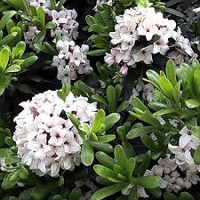 White Daphne Flower Seeds 