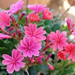 Pink Lewisia Flower Seeds 