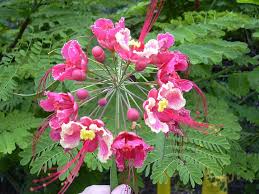 Pink Poinciana Flower Seeds