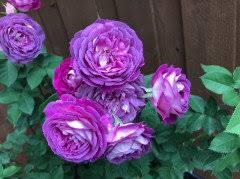 Lavender Climbing Rose Flower Seeds for Planting Heirloom Non-GMO High - Heirloom Non GMO Premium Garden Seeds for Plant