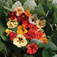 Yellow Cress Flower Seeds Rare Blooming Plants for Balcony and Patio Gardening for Colorful Seeds for Planting Heirloom