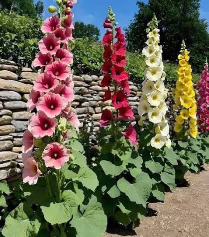 Hollyhock Flower Seeds – Exotic Flowering Plants for Vibrant Garden Beauty