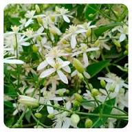 White Clematis ligusticifolia Flower Seeds Easy Grow Blossoms for Pots and Patio Gardens Seeds for Planting Heirloom Non