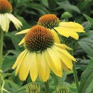 Yellow Coneflower Seeds - Heirloom Non GMO High Germination Flower Seeds for Planting