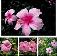PINK HIBISCUS FLOWER SEEDS