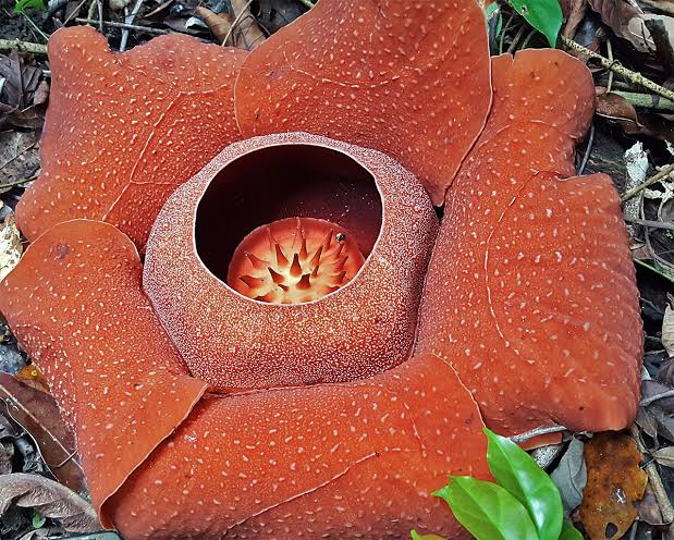 Red Rafflesia Flower 