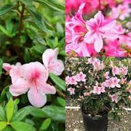 Pink Azalea Flower Seeds