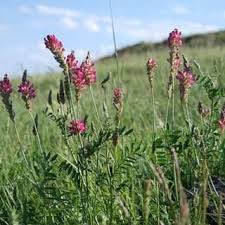 Onobrychis Viciifolia Flower Seeds
