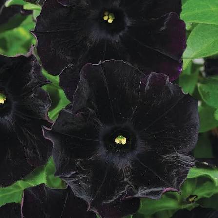 Black Petunia Seeds 