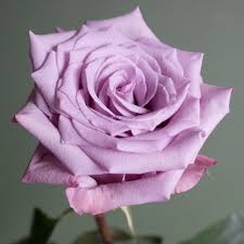 Lavender Giant Rose Flower Seeds